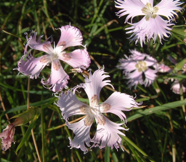 Dianthus monspessulanus / Garofano di Montpellier